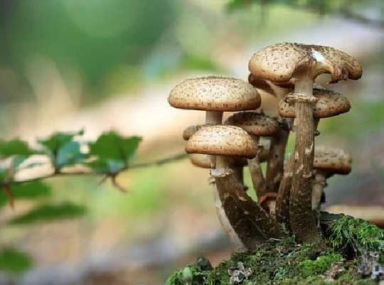 Mushroom Tincture
