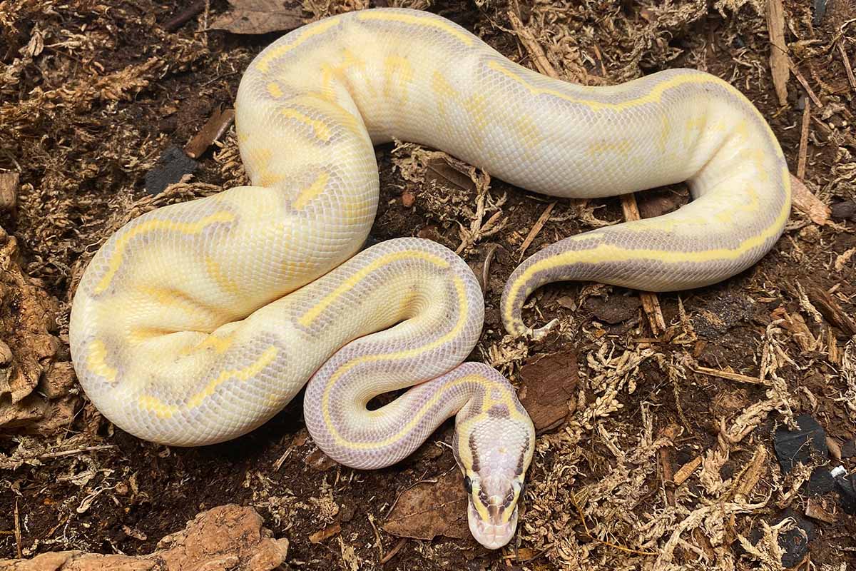 Why are ball pythons good pets?